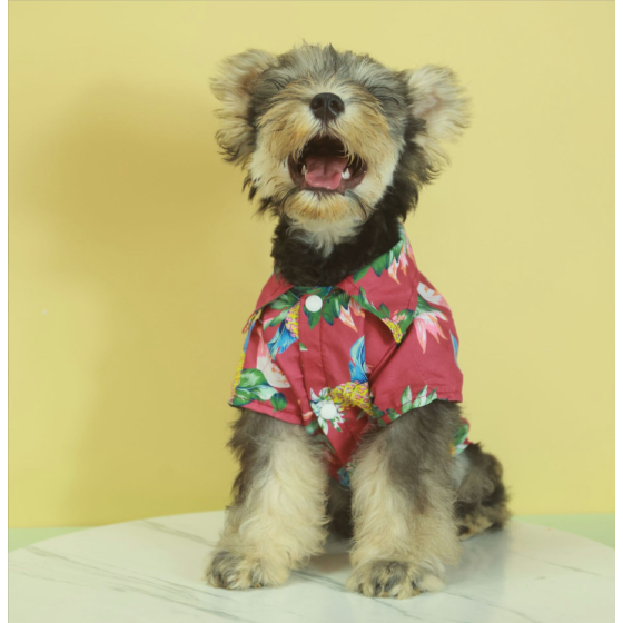 Spring/Summer Hawaiian Beach Shirt for Small & Medium Dogs, Cats & Golden Retrievers        秋冬大型犬沙滩衬衫夏威夷宠物服装狗狗猫咪金毛衣服用品翻译英文，简单明了一点，电商 宠物服装反光猫安全背心荧光橙色防护高可见度翻译英文，简单明了一点，电商 春夏小型犬沙滩衬衫夏威夷宠物服装泰迪狗狗衣服用品翻译英文，简单明了一点，电商